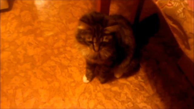 Кошь VS Эпилятор.Fight!!! смотреть онлайн