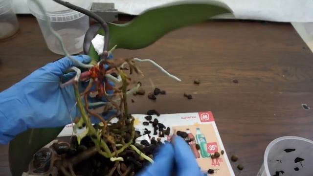 1.ОРХИДЕИ,ПОБЕДИВШИЕ ГНИЛЬ:Frontera,Magic Art и бесплатный фаленопсис. смотреть онлайн