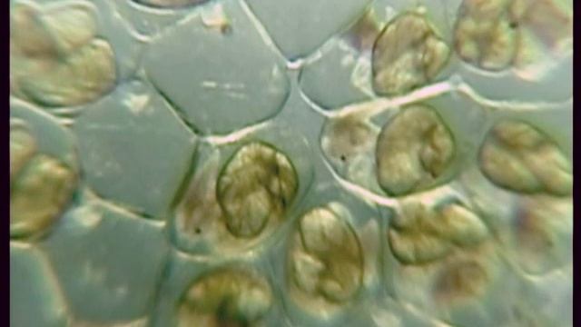 икра аквариумной улитки-катушки смотреть онлайн