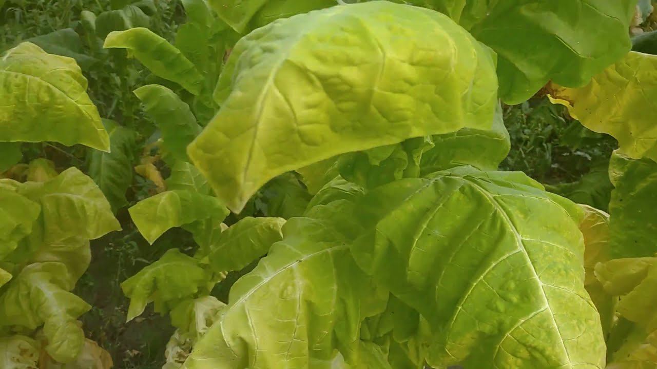 АМЕРИКАН ЧЕПЧИКОВИДНЫЙ - ГОТОВЫЙ БЛЭНД