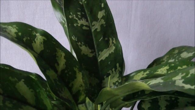 Аглаонема Мария. Как купить растение аглаонема смотреть онлайн