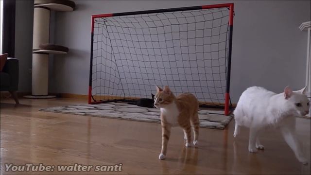 Goalkeeper Cat Training for 2022 FIFA WORLD CUP !! Epic Saves in Slow Motion!! смотреть онлайн