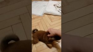 Сибу гладят, а она кусается