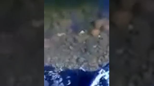 стайки мелкой рыбы готовятся к осени смотреть онлайн