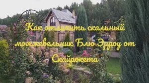 Как отличить скальный можжевельник Блю Эрроу от Скайрокета
