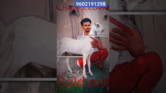 pujari white bakra смотреть онлайн
