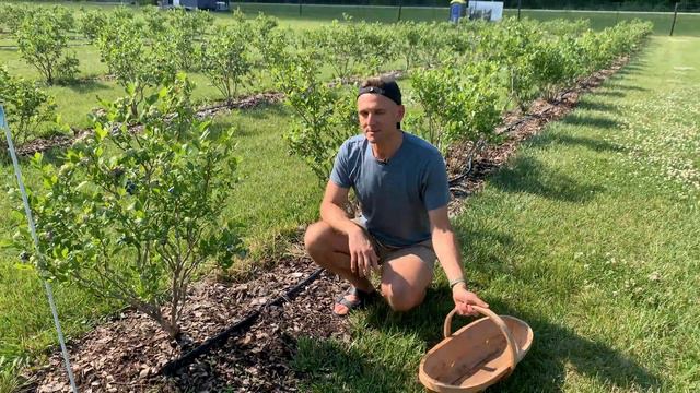 Picking Blueberries at a Local Blueberry Farm! + Tips on Growing Blueberries смотреть онлайн