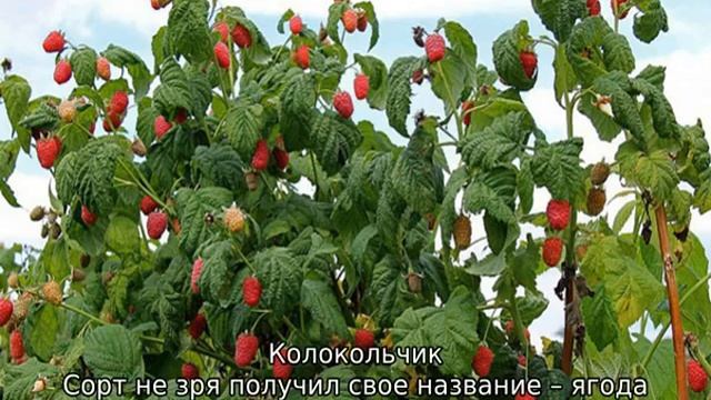 Лучшие сорта малины для Средней полосы России смотреть онлайн