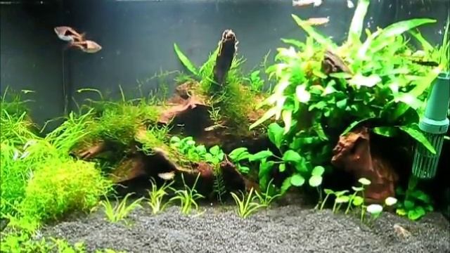Aquarium with Led light, powered by Cree XP-G R5 смотреть онлайн
