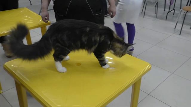 Котенок Мейн кун Maine Coon смотреть онлайн