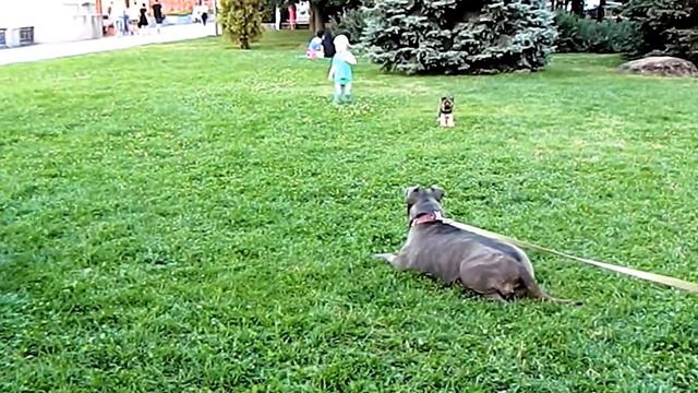 Малыш Лев и огромная Герда и маленький жених Little Leo and the huge Gerda and the little groom смотреть онлайн