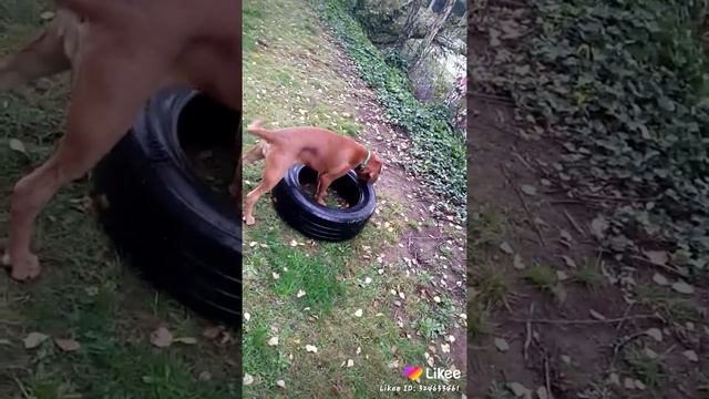 Немецкий боксер Bella смотреть онлайн