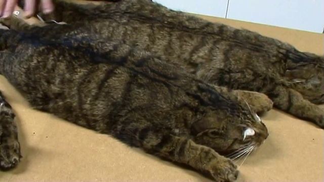 Scottish Wildcat Identification; pure vs hybrid and feral cat смотреть онлайн