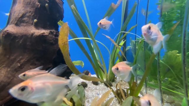 Домашний расслабляющий аквариум для релакса и снятия стресса. Anti-Stress Music, Relax, Meditation смотреть онлайн