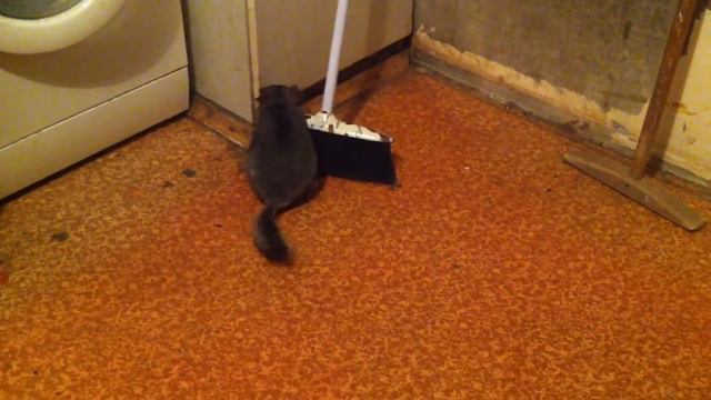 Шиншилла Сонька. смотреть онлайн