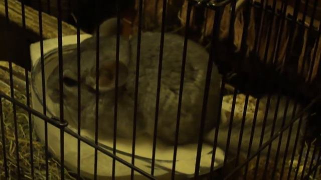 купание шиншиллы смотреть онлайн