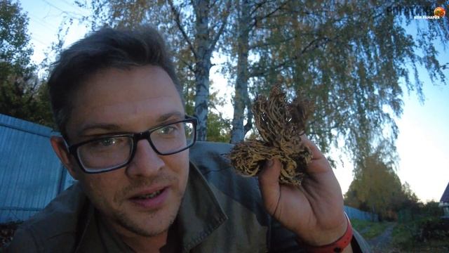 странный гриб рогатик, рамария, редкие грибы оленьи рога, как выглядит, какой на вкус рогатик? смотреть онлайн