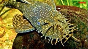 Как избавиться от улиток в аквариуме без вреда для рыбок Несколько способов