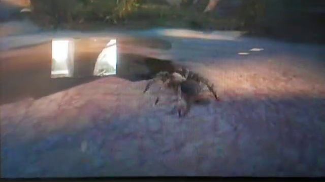 deadly creatures-horned lizard glitch смотреть онлайн