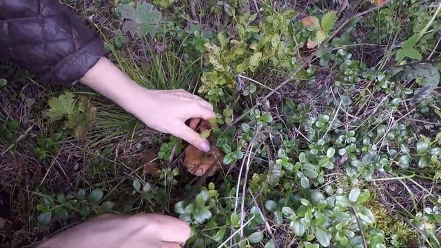 Короткий поход в лес за грибами на Среднем Урале. Рыжики, маслята, шампиньоны. смотреть онлайн