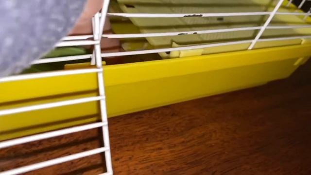 ЧТО ДЕЛАТЬ ЕСЛИ СБЕЖАЛ ХОМЯЧОК ? смотреть онлайн