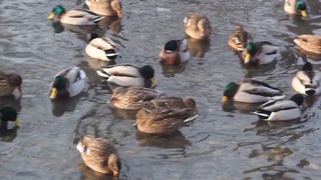 Наблюдения за утками на зимней реке смотреть онлайн