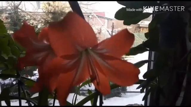 Мой цветущий амаралис смотреть онлайн