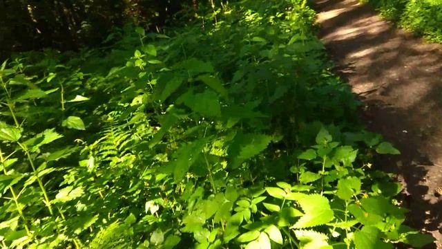 Крутое соло на укулеле - Алексей Левин смотреть онлайн