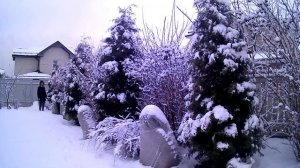 САД ЗИМОЙ. Живая изгородь зимой.