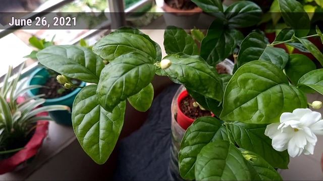 BEST FERTILIZERS To Get Maximum Arabina Jasmine Flower