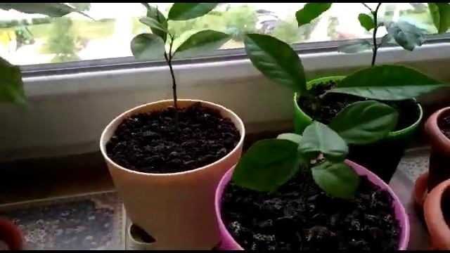 ? ВЫРАЩИВАЕМ ЛИМОНЫ ИЗ КОСТОЧКИ НА ПОДОКОННИКЕ смотреть онлайн