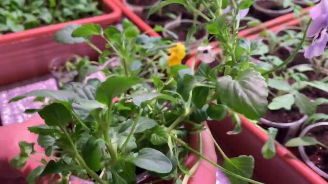 3 ВАЖНЫХ СОВЕТА по ВИОЛЕ в апреле!!! смотреть онлайн