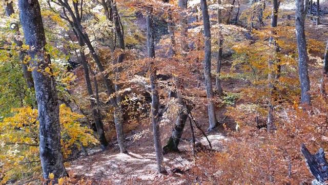 Осень в буковом лесу смотреть онлайн