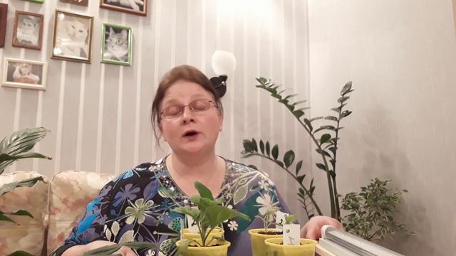 как влияет освещение на развитие рассады смотреть онлайн