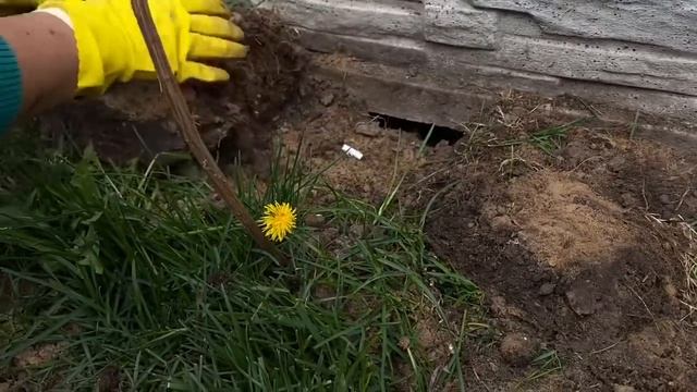 Сад моей собаки ?как облагородить заброшенный участок смотреть онлайн