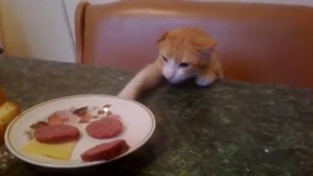Кот ворует колбасу смотреть онлайн