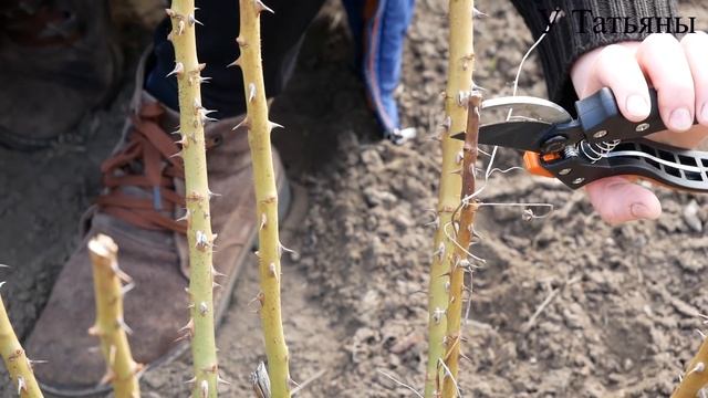 Как обрезать РОЗЫ весной. Правильная обрезка РОЗ. смотреть онлайн