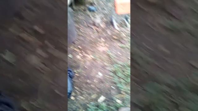Все за грибами!#Опята#Грибы во дворе)) смотреть онлайн