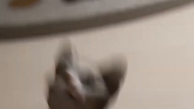 КоННыЕ ПрИкОлЫ //2/// Кошка в бешенстве!!!! Дает русских лещей!!!! смотреть онлайн