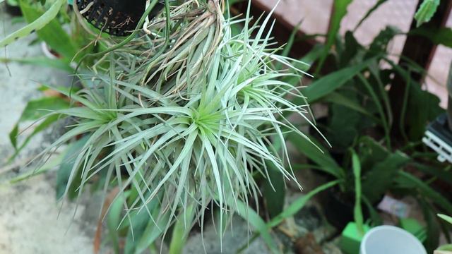 How I Grow Air Plants - Types, Sizes, Watering, Light