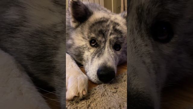 #dog #funny #akita #akitainu #brindle #dogs #funnyvideo #animal #doglover #dogsofinstagram #wakai смотреть онлайн