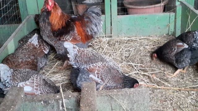 куры Виандот черное золото смотреть онлайн