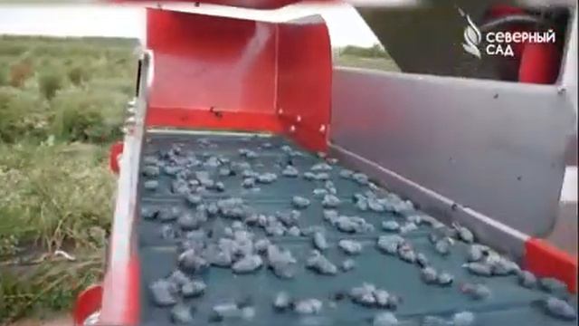 Оборудование ПРОФИТЭКС на предприятии _Северный сад. САВА_ смотреть онлайн