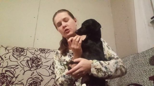 Как ПОДСТРИЧЬ КОГТИ собаке?\ Самая ПОСЛУШНАЯ собака\ ТАКСА не дает подстричь КОГТИ\ Милые собачки смотреть онлайн