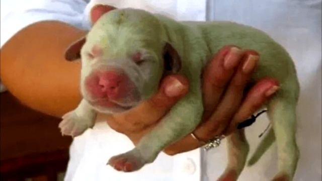 Женщина купила необычного щенка зеленого цвета. Но со временем окрас изменился, невероятно смотреть онлайн