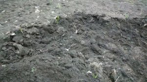 Эффективная посадка саженца миндального ореха