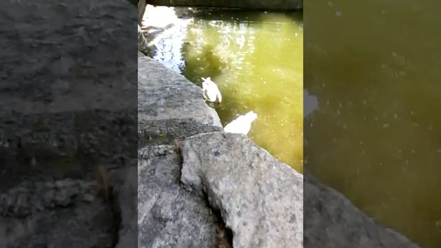 Шатки смотреть онлайн