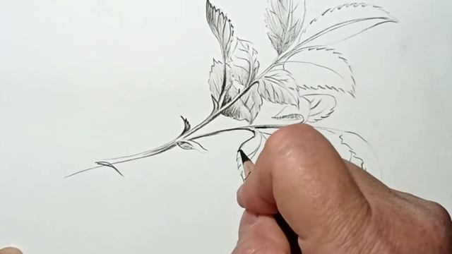 Как нарисовать карандашом листья розы. смотреть онлайн
