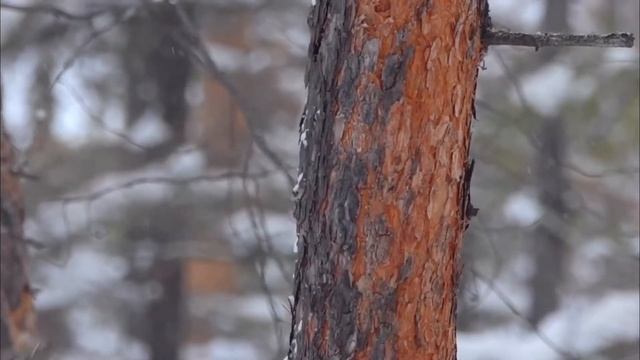 Якутский поползень. Siberian Nuthatch смотреть онлайн