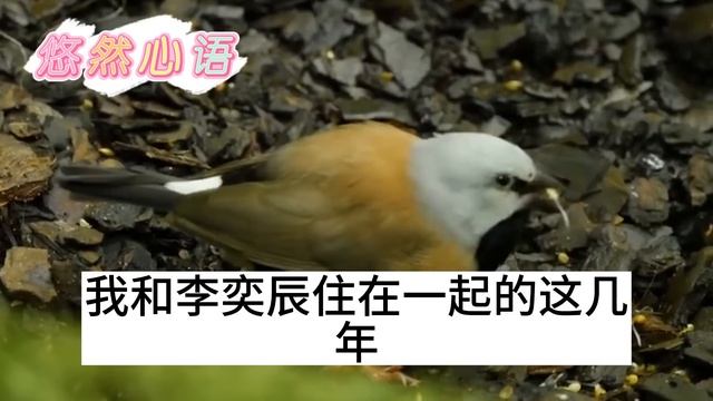 （完整版）合约婚姻嫁给总裁，拒做他情人替身果断离婚，分到豪宅转手卖掉，二婚嫁富豪 смотреть онлайн